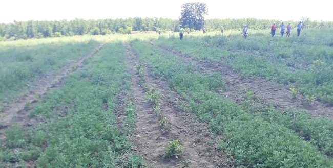 Североизточно държавно предприятие ДП Шумен: 171 декара с нови гори ще се появят на картата на ДЛС-Тервел през тази година