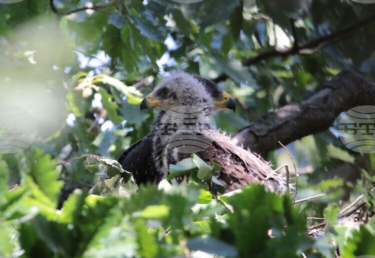 Lesser Spotted Eagles in Bulgaria Number Nearly 1,000 Pairs