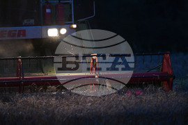 Село Голям Поровец - работа на полето - нощна жътва