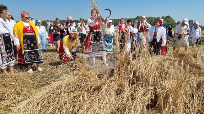 С ритуала добруджански харман ще бъде пресъздадена традиция по зажънване в балчишкото село Гурково