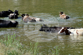 Село Старо селище - летни горещини - животни - разхлаждане