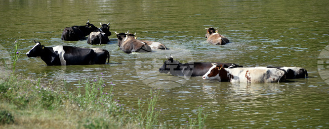 Село Старо селище - летни горещини - животни - разхлаждане