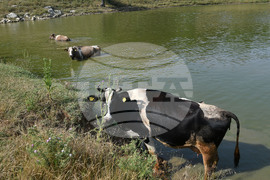 Село Старо селище - летни горещини - животни - разхлаждане