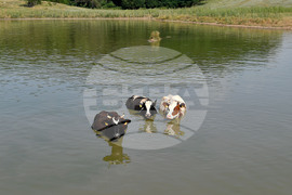 Село Старо селище - летни горещини - животни - разхлаждане