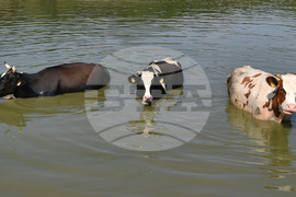 Село Старо селище - летни горещини - животни - разхлаждане