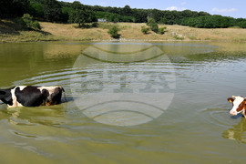 Село Старо селище - летни горещини - животни - разхлаждане