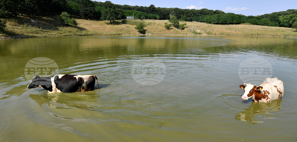 Село Старо селище - летни горещини - животни - разхлаждане