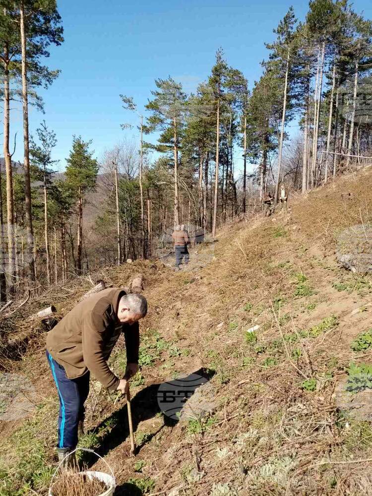 Горски служители залесиха опожарена гора в Сливенско с 1500 фиданки