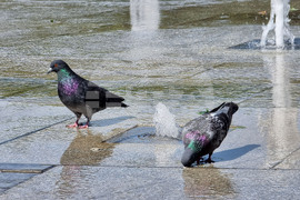 Варна - Горещини