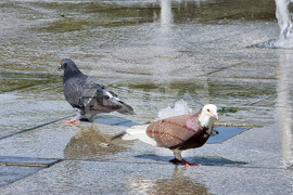 Варна - Горещини