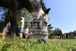 Витоша летен фест