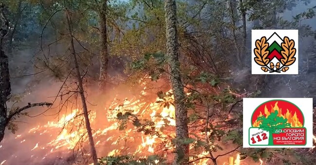 ИАГ апелира: Нека не допускаме пожари да унищожават българските гори, да бъдем отговорни и бдителни