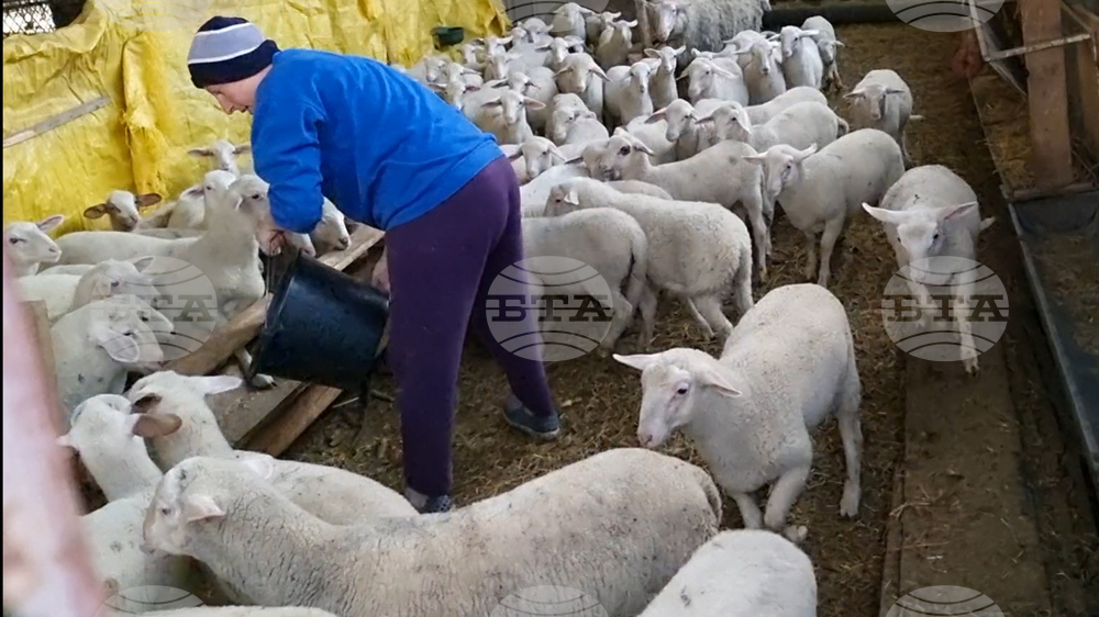 С 30% се е повишила цената на агнешкото месо тази година