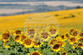 Село Малко Йонково - маслодаен слънчоглед