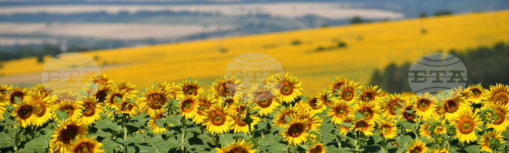 Село Малко Йонково - маслодаен слънчоглед