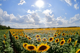 Село Малко Йонково - маслодаен слънчоглед