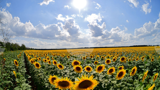 Excessive Pesticide Levels Detected in 12th Argentine Sunflower Seed Shipment to Bulgaria