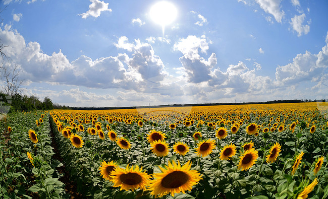 Excessive Pesticide Levels Detected in 12th Argentine Sunflower Seed Shipment to Bulgaria
