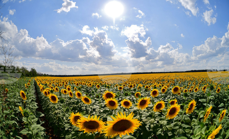 Excessive Pesticide Levels Detected in 12th Argentine Sunflower Seed Shipment to Bulgaria