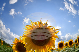 Село Малко Йонково - маслодаен слънчоглед