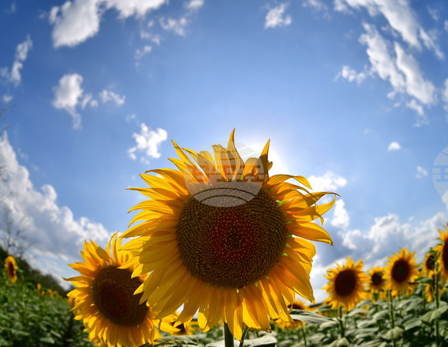 Село Малко Йонково - маслодаен слънчоглед