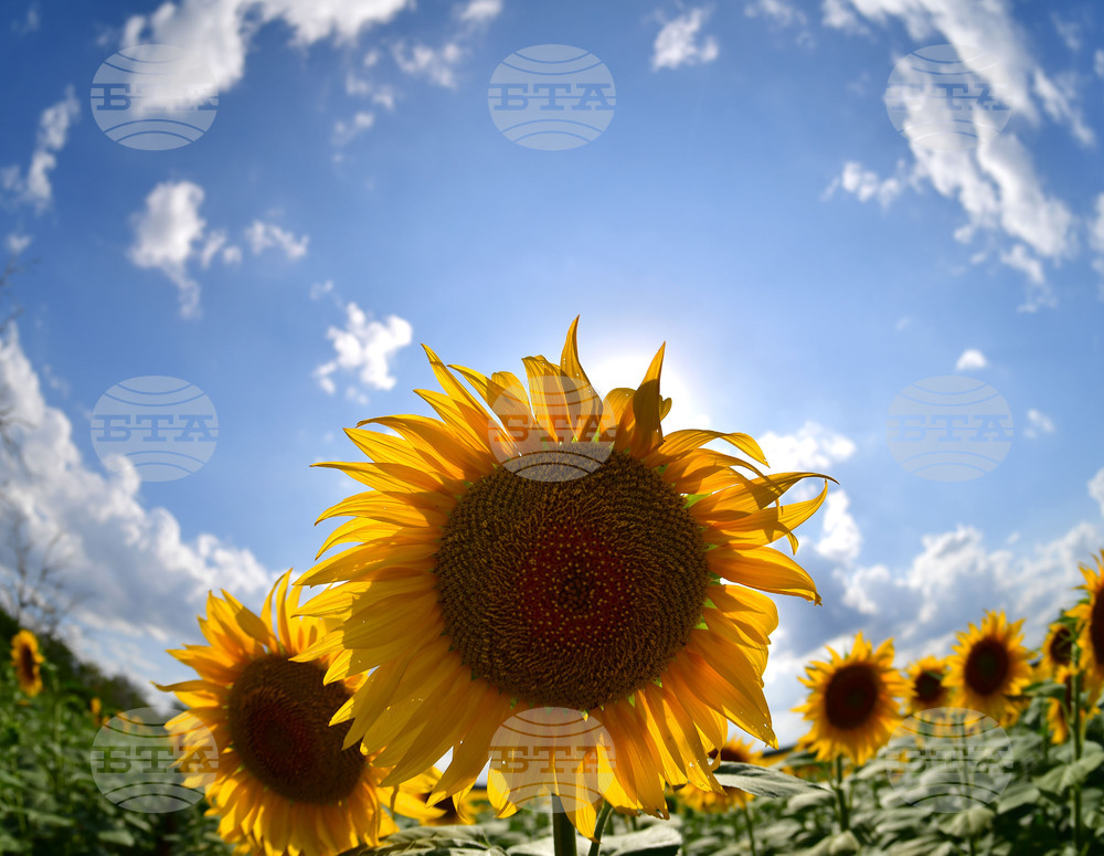 Село Малко Йонково - маслодаен слънчоглед