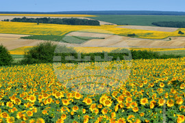 Село Малко Йонково - маслодаен слънчоглед