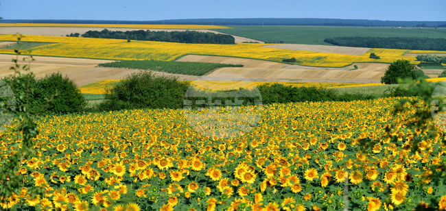 Excessively High Pesticide Levels Found in Tenth Shipment of Argentine Sunflower Seeds - Food Safety Agency
