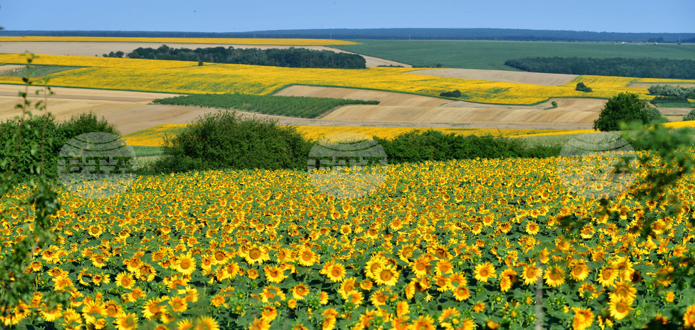 Село Малко Йонково - маслодаен слънчоглед