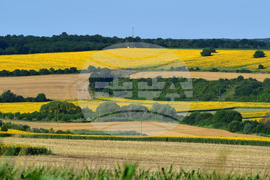 Село Малко Йонково - маслодаен слънчоглед