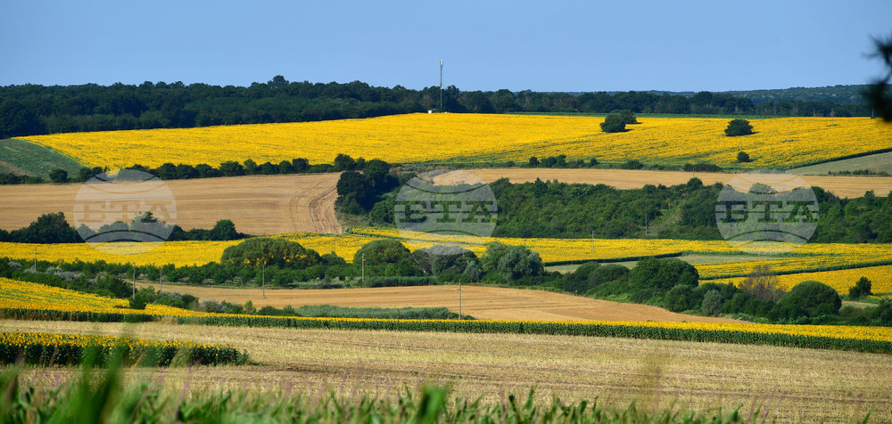 Село Малко Йонково - маслодаен слънчоглед