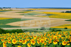 Село Малко Йонково - маслодаен слънчоглед