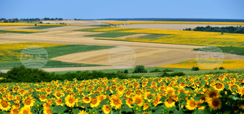 Село Малко Йонково - маслодаен слънчоглед