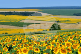 Село Малко Йонково - маслодаен слънчоглед