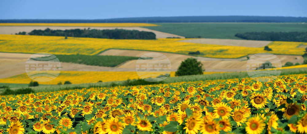 Село Малко Йонково - маслодаен слънчоглед