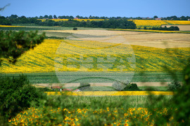 Село Малко Йонково - маслодаен слънчоглед