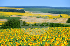 Село Малко Йонково - маслодаен слънчоглед