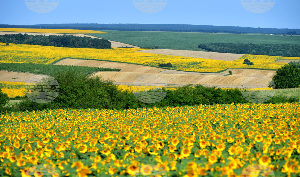 Село Малко Йонково - маслодаен слънчоглед