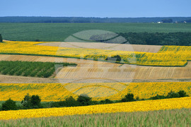 Село Малко Йонково - маслодаен слънчоглед
