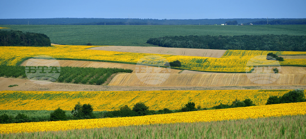 Село Малко Йонково - маслодаен слънчоглед