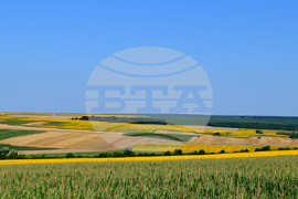 Село Малко Йонково - маслодаен слънчоглед
