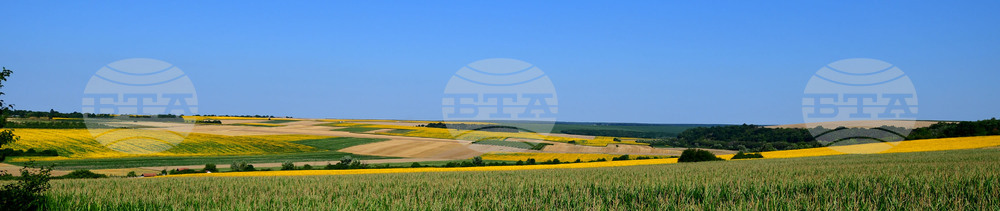 Село Малко Йонково - маслодаен слънчоглед