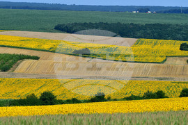 Село Малко Йонково - маслодаен слънчоглед
