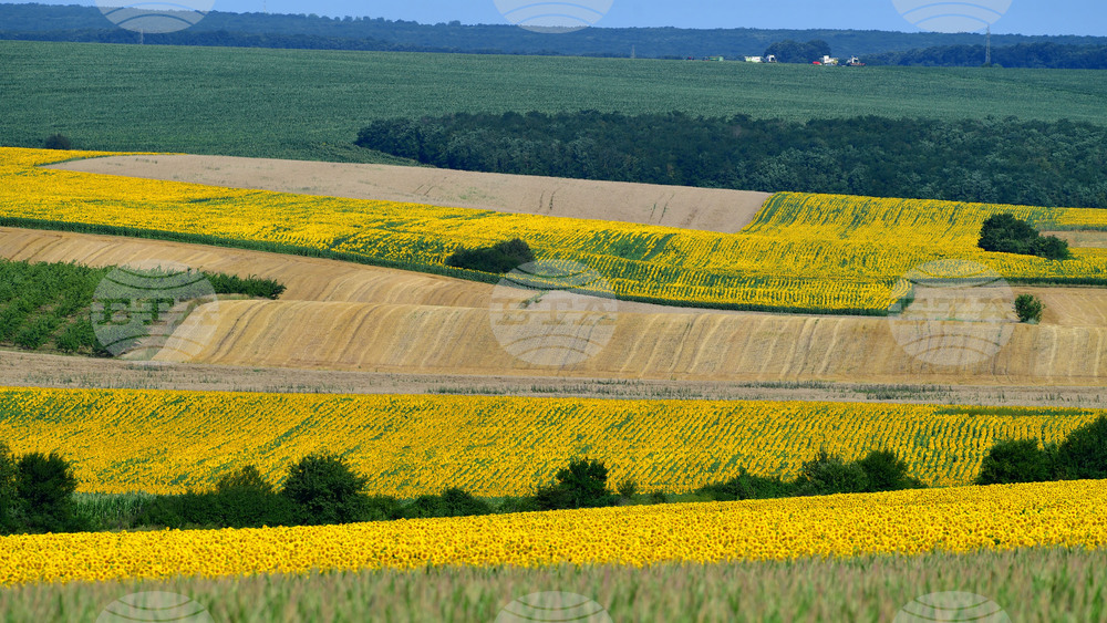 Село Малко Йонково - маслодаен слънчоглед