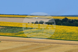 Село Малко Йонково - маслодаен слънчоглед