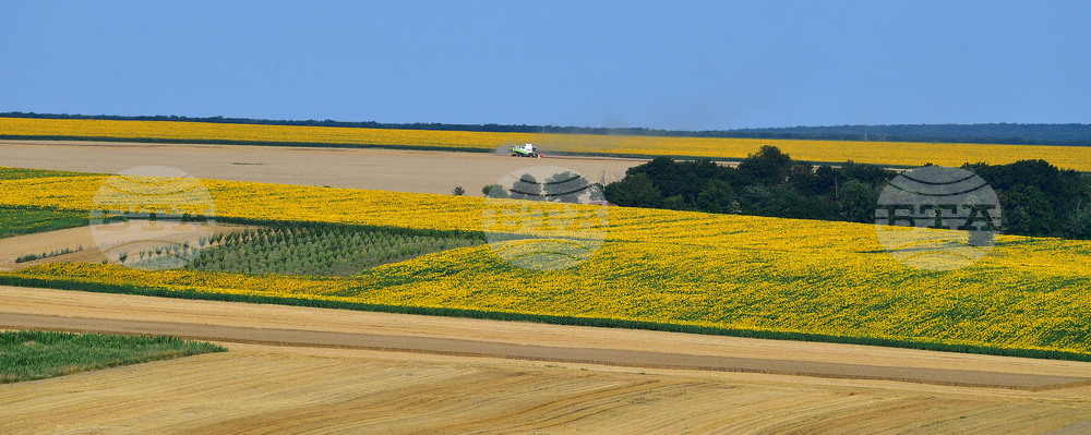 Село Малко Йонково - маслодаен слънчоглед