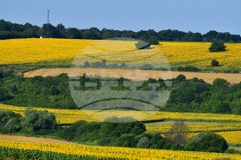 Село Малко Йонково - маслодаен слънчоглед