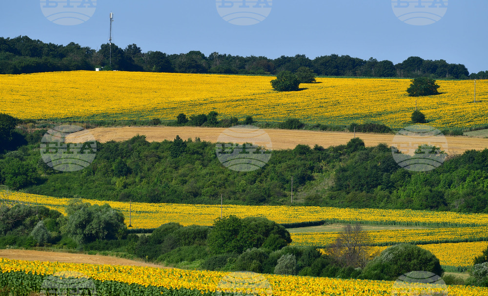 Село Малко Йонково - маслодаен слънчоглед