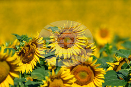 Село Малко Йонково - маслодаен слънчоглед