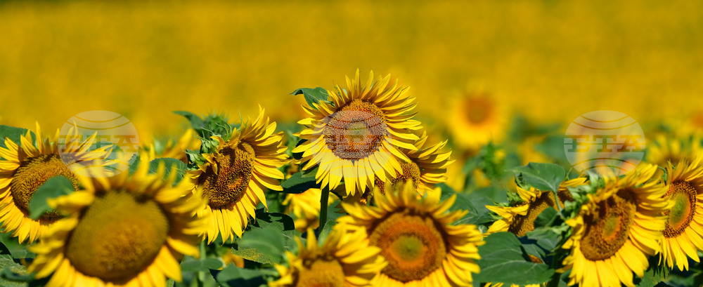 Село Малко Йонково - маслодаен слънчоглед